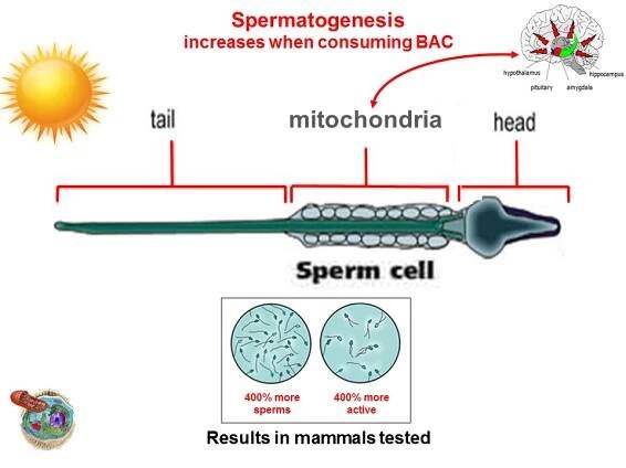 23-spermatogenesis