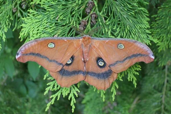 Antheraea montezuma — ‘Montezuma Emperor ‘ | Welcome, visitor!