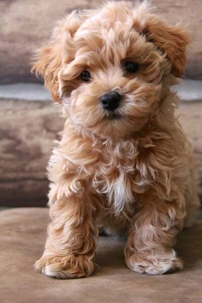 Gallery - Maltipoo Puppies n More