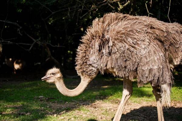 ZOO Dvůr Králové: Audience u lvího krále » evillina.com