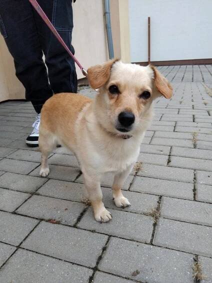Psi k adopci z útulků, azylů a neziskových organizací