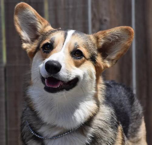 Corgi Females | JustK9s