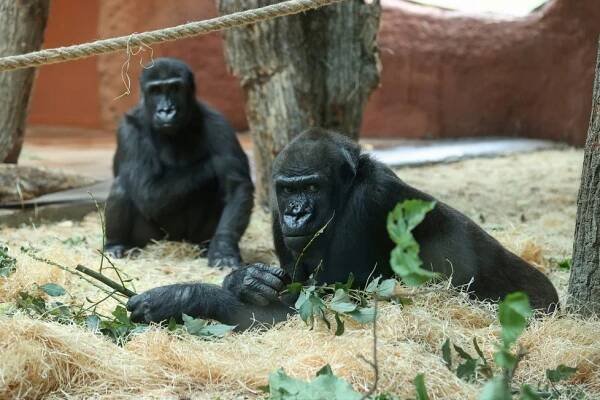 První záběry gorilí rodinky v Zoo Praha! Kisumu (25) a Duni (9) už dovádějí v Rezervaci Dja