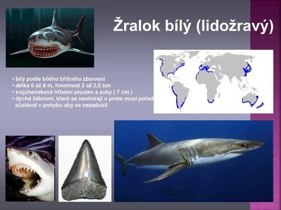 PPT - PARYBY PowerPoint Presentation, free download - ID:4687679