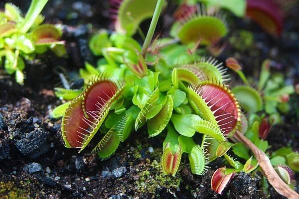 mucholapka: Dionaea – rod dvouděložných rostlin z čeledi rosnatkovitých