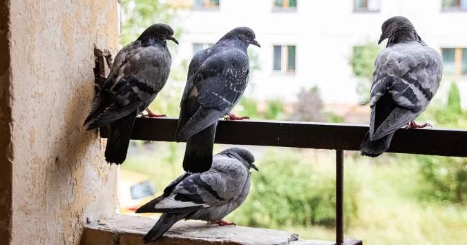 Holubi už se na balkon nevrátí. Pomohou k tomu gelové i pachové odpuzovače
