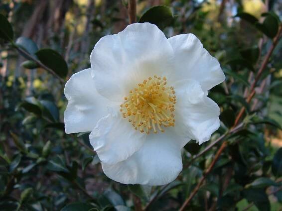 Camellia Listing – Camellia Glen Nursery