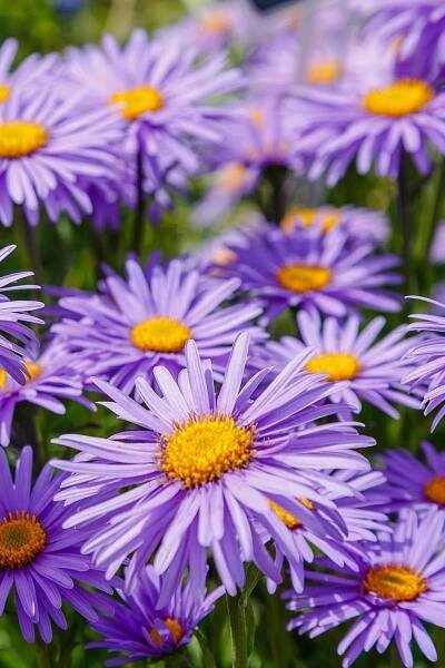 A close up vertical image of blue alpine asters growing in the garden pictured in bright sunshine fading to soft focus in the background.