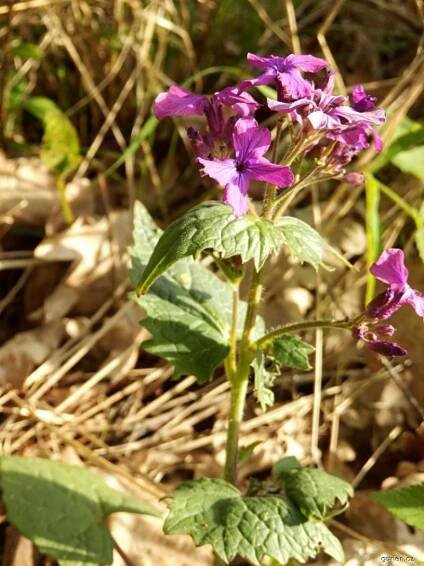 Měsíčnice roční (Lunaria annua)
