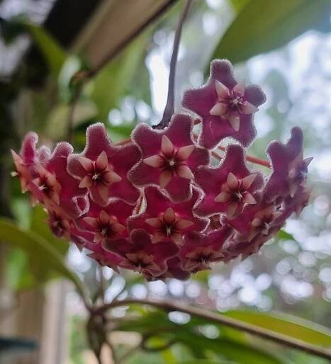 Best Plants for West-Facing Windows - Dengarden