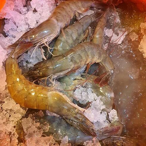 Live/Glass Prawns 活虾