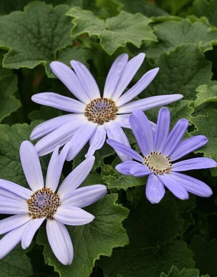 Senetti Lavender