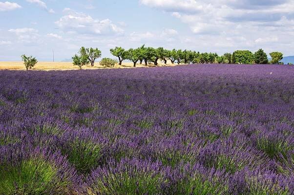 Legendy z Provence: Jak pan Masse z Valensole viděl přistát UFO v levandulích