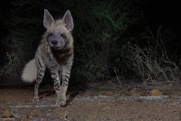 striped hyena on Tumblr