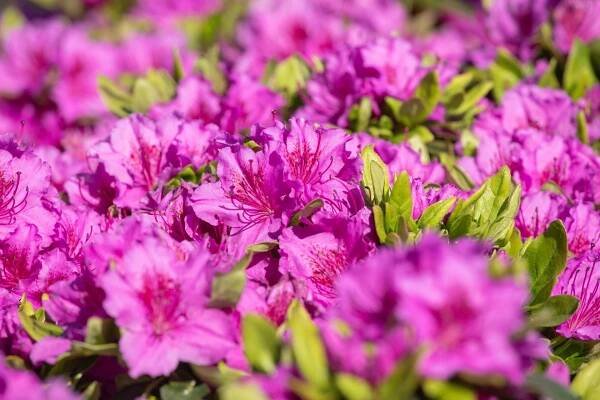 Japanische Azalee 'Königstein' • Rhododendron obtusum 'Königstein'