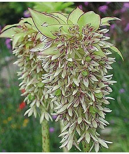 Eucomis bicolor - chocholatice - Lukon Glads s.r.o.