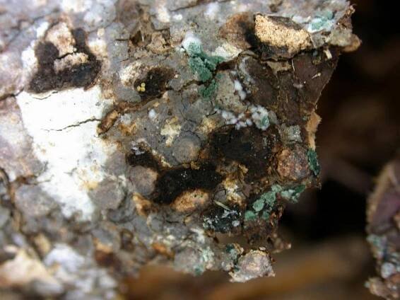 Trichoderma Harzianum - to je prospěšná plíseň - ROOTS
