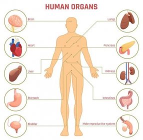 Izometrické diagramu infografiku s mužem silueta lidské orgány, jejich jména a umístění na bílém pozadí 3d vektorové ilustrace — Ilustrace