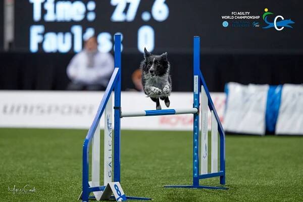 Individual Large - Agility World Championship Picture Galleries