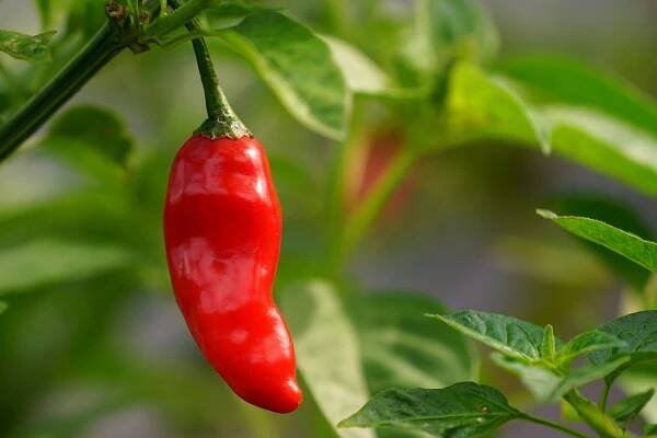 Předpěstování chilli papriček: Výběr odrůdy
