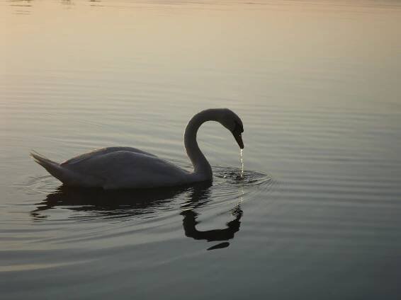 Súbor:Cygnus olor 12.JPG – Wikipédia