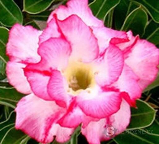 Seriózně.cz, Adenium Double liliput - semena