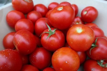 Které odrůdy rajčat jsou odolné plísni? Vysévejte druhy, které patří mezi nejoblíbenější