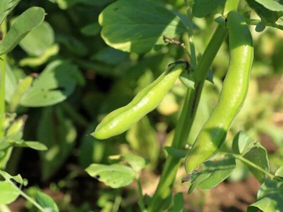 Fava Bean Planting - How To Grow Fava Beans In The Garden
