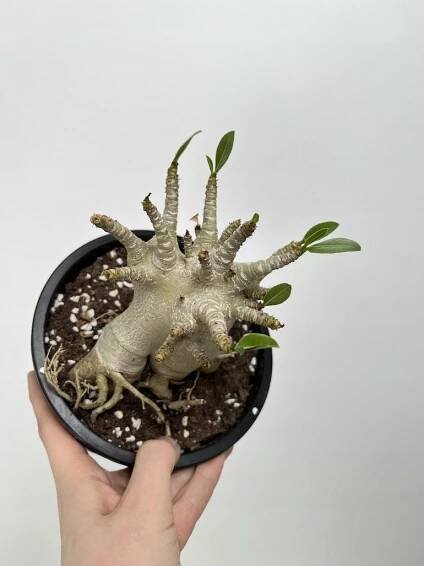 Pouštní růže Adenium Ansu Baobab