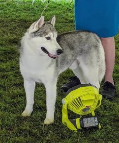 This is a Siberian Husky - staying cool in front of a fan. The Husky is a thickly coated, compact sled dog of medium size and great endurance. It was developed to work in packs, pulling light loads at moderate speeds over vast frozen expanses. This northern breed is friendly, fastidious, and dignified.