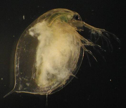 Hamiltosporidium