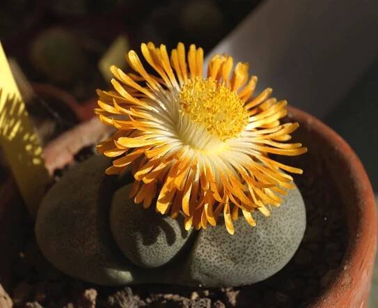 Pleiospilos nelii