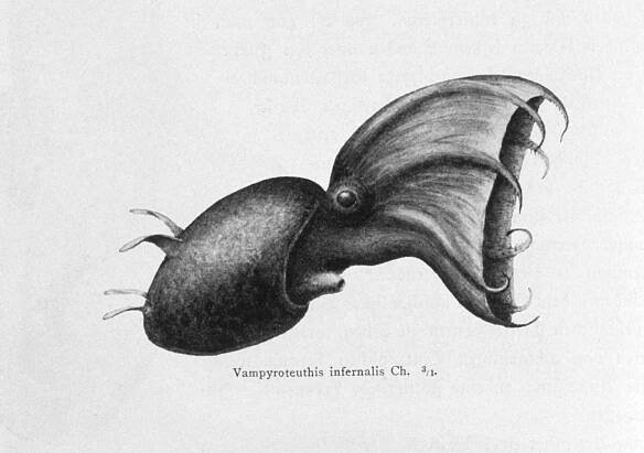 Popular Unrest In The Vampyroteuthic Society