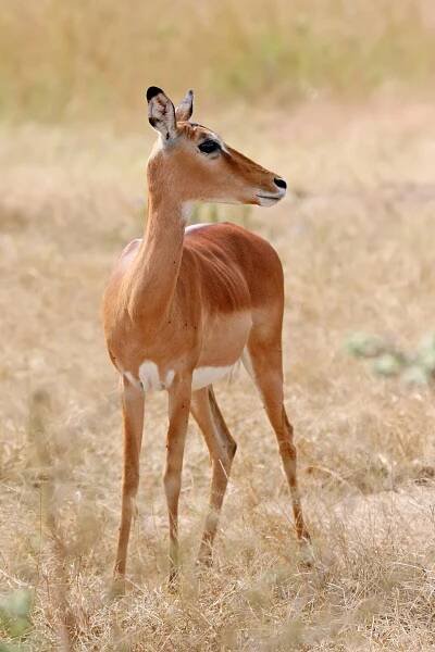 File:Female impala.jpg - Wikipedia