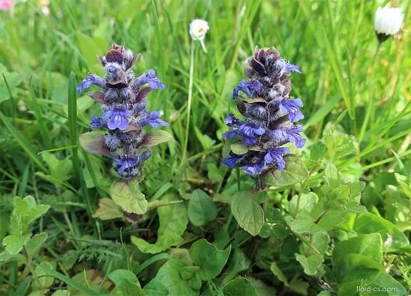 Zběhovec plazivý (Ajuga reptans), rostlina
