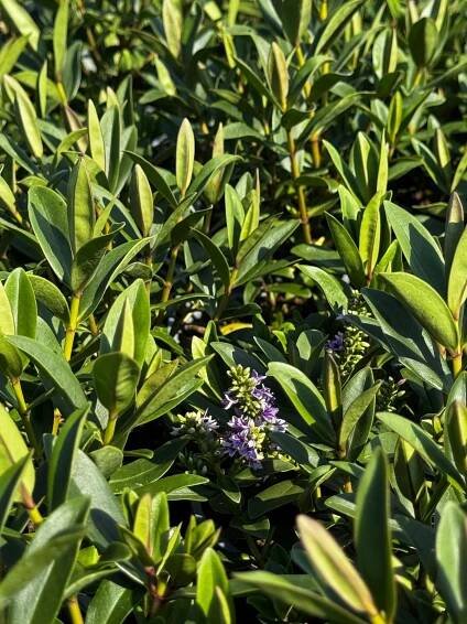 Hebe kvetoucí GIANT BLUE – sazenice Druh rostliny ostatní