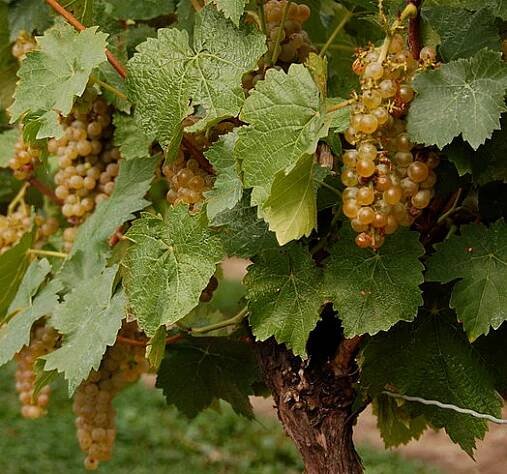 Vidal blanc