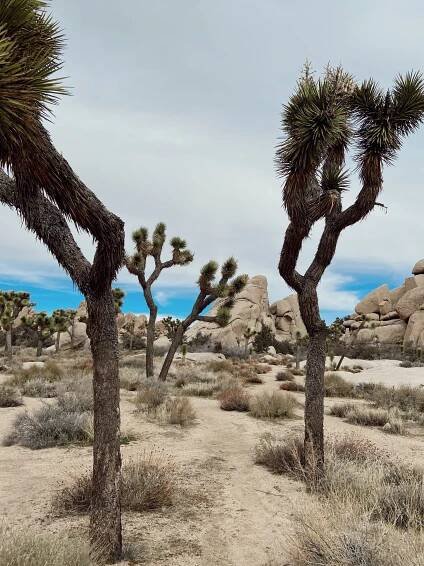 Joshua Tree National Park