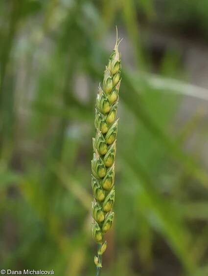 Triticum aestivum – pšenice setá