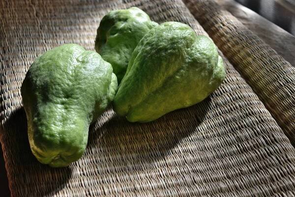 chayote harvest