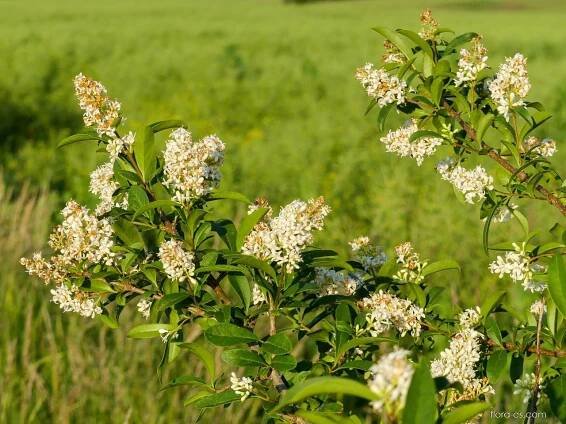 Ptačí zob obecný (Ligustrum vulgare), květy, květenství
