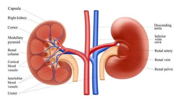 Diagram ukazuje anatomii lidských ledvin. Realistické 3D vektorové ilustrace izolované na bílém pozadí — Stock obrázek