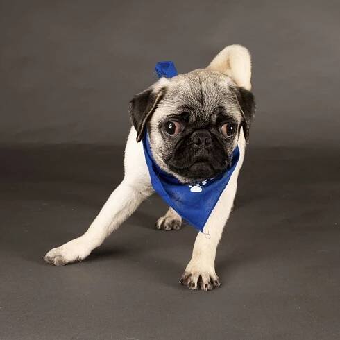Puppy Bowl 2022 portraits