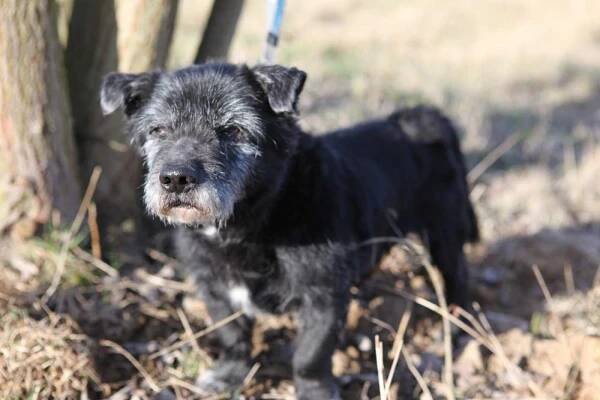 Psi k adopci z útulků, azylů a neziskových organizací