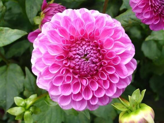 Dahlia cultivars - Wikimedia Commons