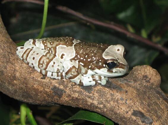 Mission golden-eyed tree frog