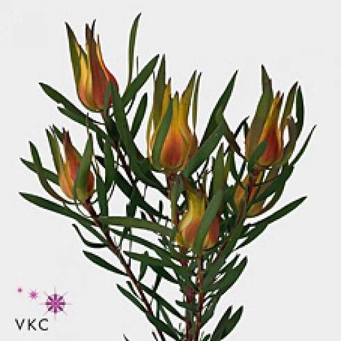 LEUCADENDRON SALIGNUM YAELI 40cm