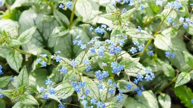 Brunnera Plants: How To Plant Brunnera Siberian Bugloss