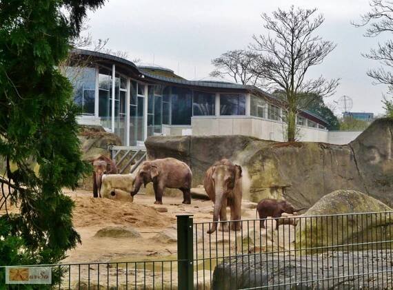 https://www.karso-unterwegs.eu - "KOELNER ZOO", Seeloewen,Pinguine,Elefanten,Giraffen und mehr...Koeln