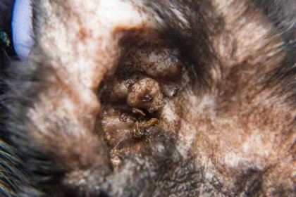 Close-up fotografie černé kočky s otitis a poškrábání dermatitidy — Stock obrázek